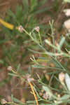 Eastern baccharis